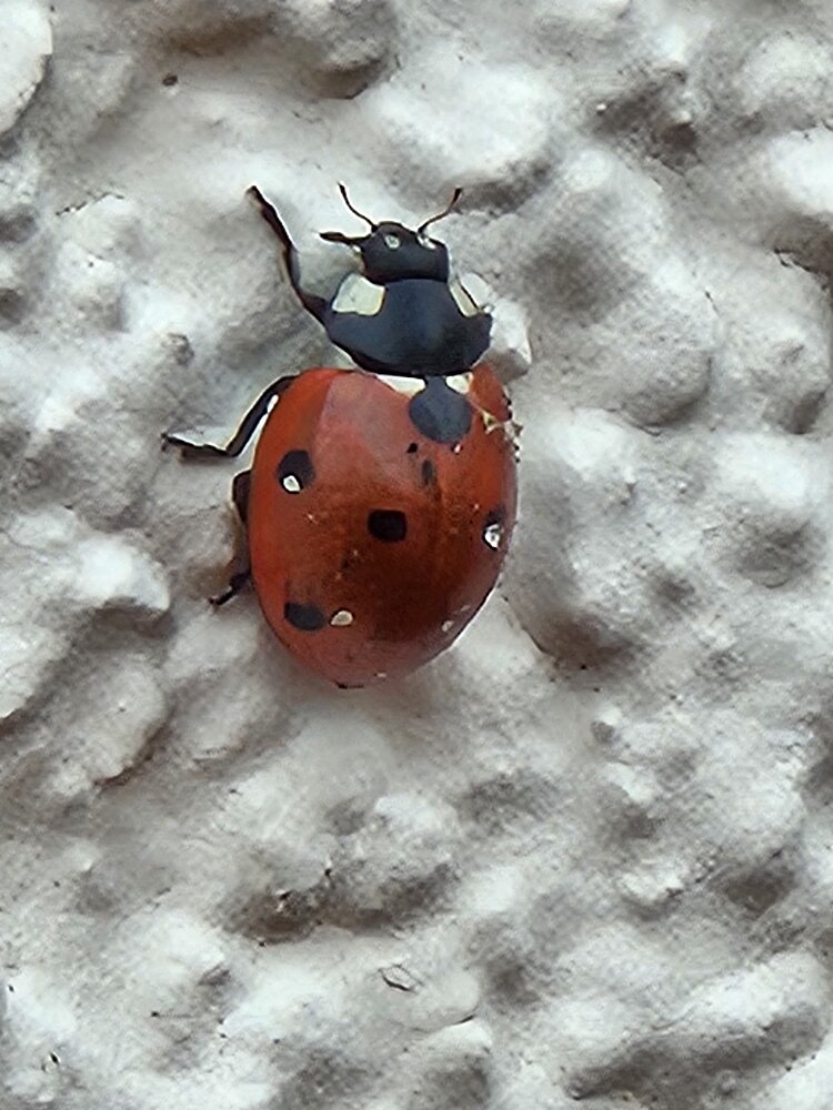 Nahaufnahme eines Marienkäfers auf weißer Wand.