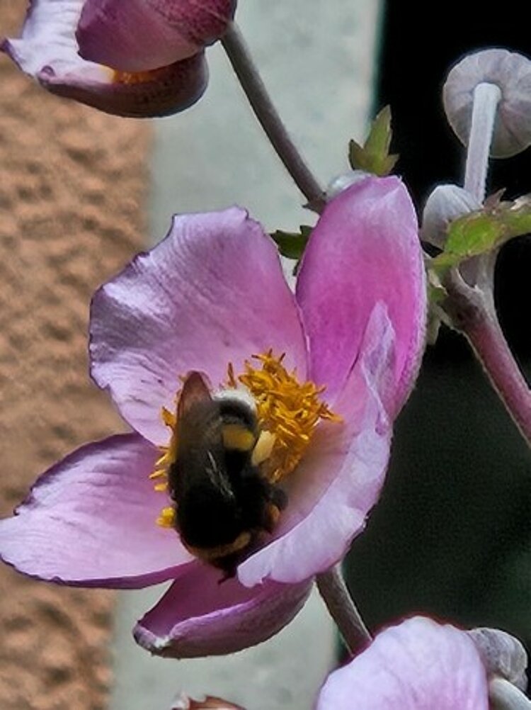 Mit Kindern Flieder und Wildblumen pflanzen: Ein Naturerlebnis mit Hummeln und Schmetterlingen Eine Hummel labt sich an der Blüte einer Herbstanemone.