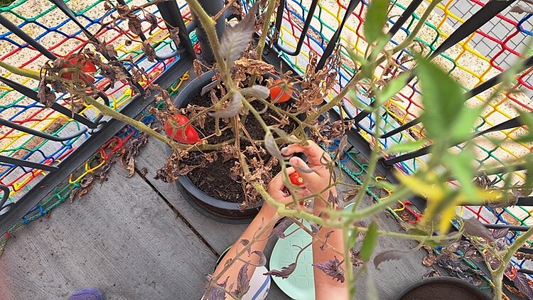 Eine Person mit tätowierten Armen pflückt rote Tomaten von einer Pflanze in einem Blumentopf. Die Tomatenpflanze zeigt sowohl grüne als auch vertrocknete Blätter. Im Hintergrund ist ein buntes Netz an einem Geländer zu sehen, das mit verschiedenen Farben gestaltet ist. Der Boden besteht aus grauem Beton.