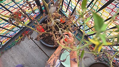 Eine Person mit tätowierten Armen pflückt rote Tomaten von einer Pflanze in einem Blumentopf. Die Tomatenpflanze zeigt sowohl grüne als auch vertrocknete Blätter. Im Hintergrund ist ein buntes Netz an einem Geländer zu sehen, das mit verschiedenen Farben gestaltet ist. Der Boden besteht aus grauem Beton.