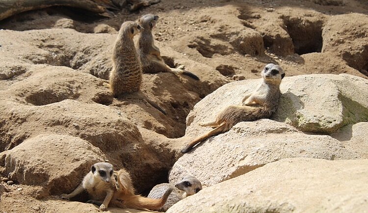 Erdmännchen relaxen auf Felsen und genießen die Sonne in ihrer Umgebung.