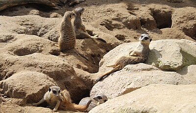 Erdmännchen relaxen auf Felsen und genießen die Sonne in ihrer Umgebung.