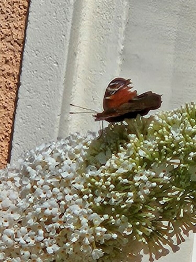 Mit Kindern Flieder und Wildblumen pflanzen: Ein Naturerlebnis mit Hummeln und Schmetterlingen Auf einem weißen Flieder sitzt ein Tagpfauenauge.