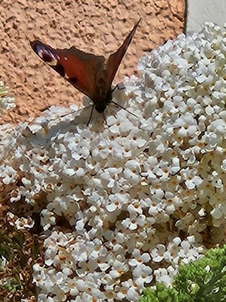 Mit Kindern Flieder und Wildblumen pflanzen: Ein Naturerlebnis mit Hummeln und Schmetterlingen Auf einem weißen Flieder sitzt ein Tagpfauenauge.
