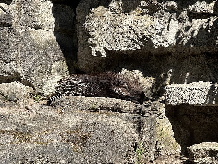 Ein Stachelschwein liegt ausgestreckt auf einem sonnenbeschienenen Felsvorsprung. Das Tier hat einen dunklen Körper mit auffälligen, weiß gestreiften Stacheln am hinteren Teil. Der Hintergrund besteht aus grob behauenen, grauen Natursteinen, die Schatten und Struktur zeigen. Einige Pflanzen werfen Schatten auf den Stein.