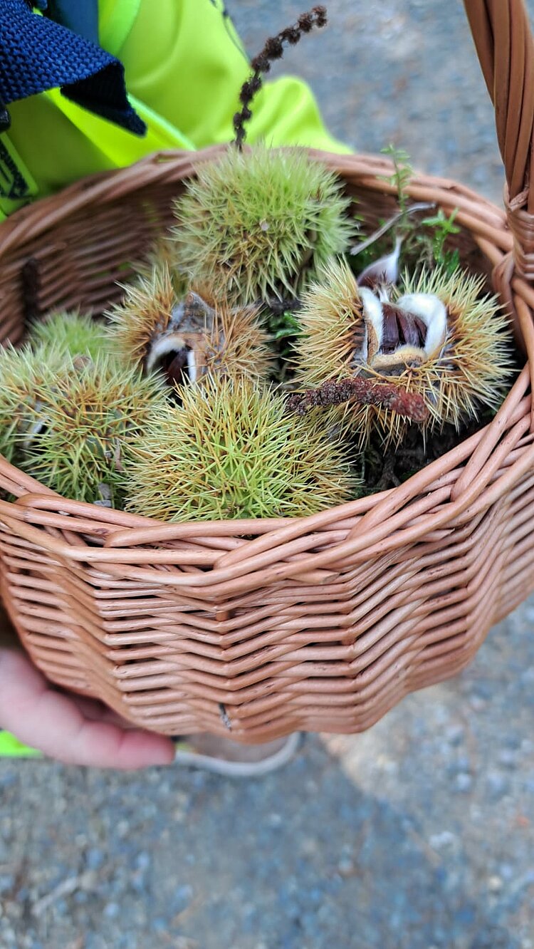 Eine Hand hält einen geflochtenen Weidenkorb voller Kastanien in stacheligen grünen Schalen, von denen einige geöffnet sind.