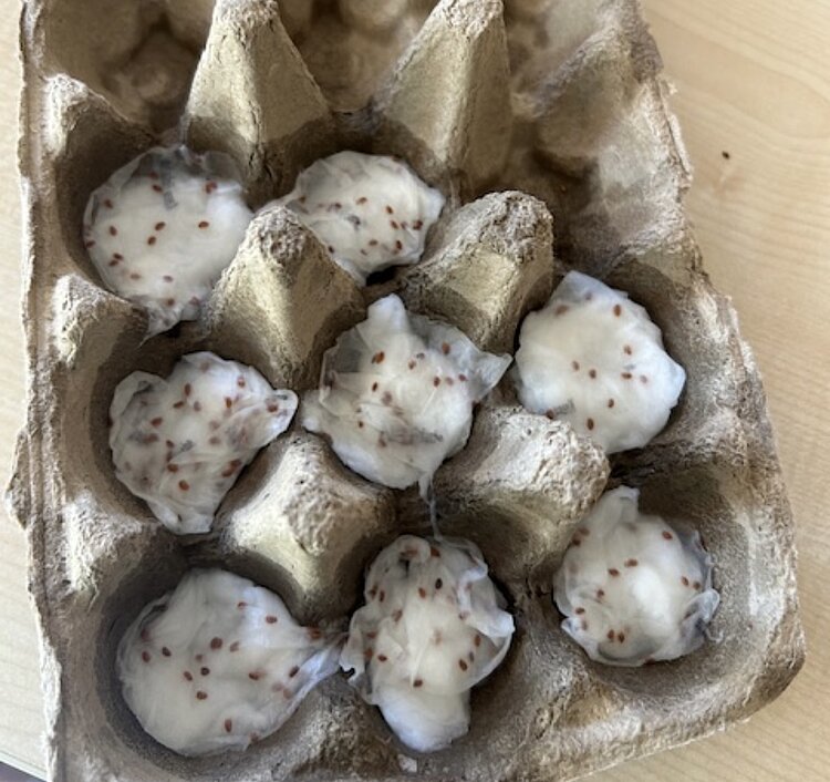 In einem Eierkarton liegen mehrere weiße Watte- oder Stoffkugeln mit kleinen Samen.