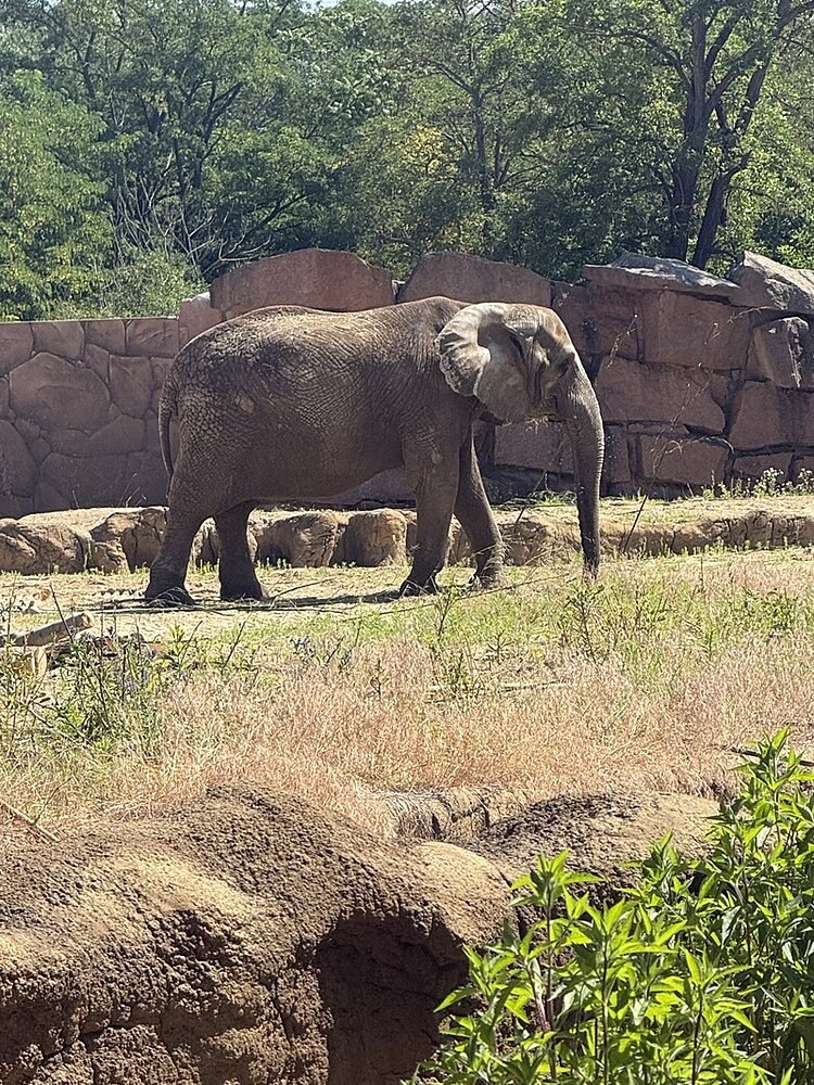 Ein Elefant steht auf einer trockenen, grasbewachsenen Fläche vor einer steinernen Mauer. Im Hintergrund sind grüne Bäume zu sehen. Der Elefant hat große Ohren und einen langen Rüssel, sein Körper ist von der Sonne beleuchtet.