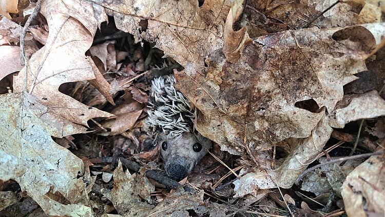 Ein Igel mit grauer Schnauze und stacheligem, hellbraunem Fell versteckt sich zwischen herabgefallenen braunen Blättern auf dem Waldboden.