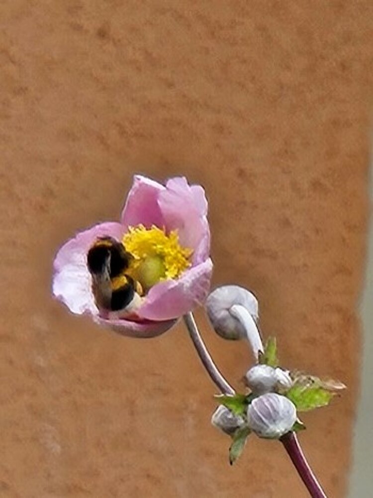 Mit Kindern Flieder und Wildblumen pflanzen: Ein Naturerlebnis mit Hummeln und Schmetterlingen Eine Hummel labt sich an der Blüte einer Herbstanemone.