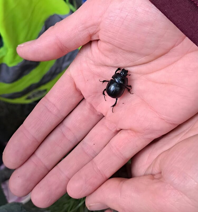 Eine Hand hält vorsichtig einen schwarzen Käfer mit glänzendem, ovalem Körper und langen, dünnen Beinen.