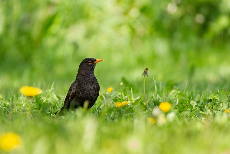 Eine männliche Amsel sitzt in einer grünen Wiese mit gelbem Löwenzahn