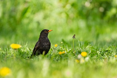 Eine männliche Amsel sitzt in einer grünen Wiese mit gelbem Löwenzahn