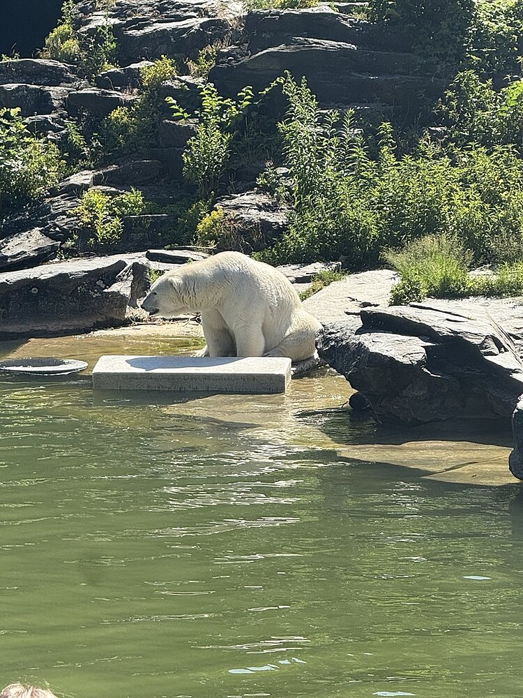 Ein Eisbär sitzt am Rand eines künstlichen Wasserbeckens auf einer hellen Betonplatte. Im Hintergrund wachsen verschiedene grüne Sträucher und Pflanzen zwischen dunklen Felsen. Die Szene ist von Sonnenlicht erhellt, das Wasser wirkt grünlich und ruhig.