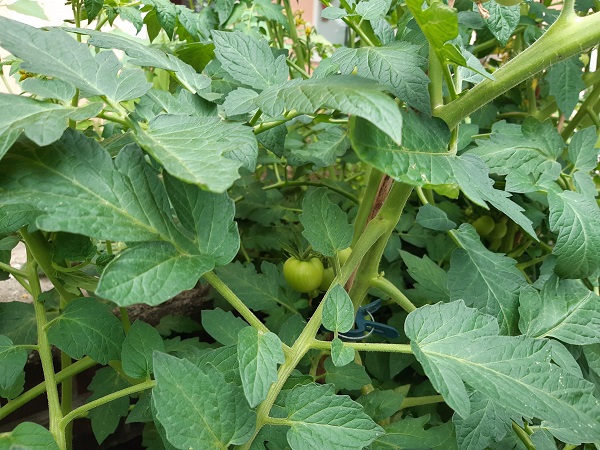 Der Garten der KITA Adlerküken Der Garten der KITA Adlerküken-2